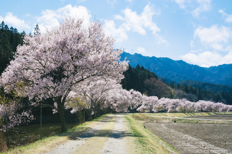 桜の花見の画像です